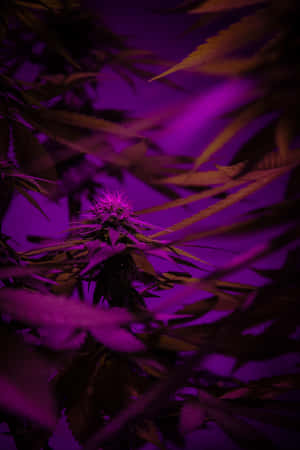 在紫色生長燈下的大麻植物，前景有模糊的葉子。 — 小米Pad 8 Pro 壁紙