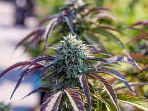 大麻植物特寫，帶有霜狀花蕾和深紫色葉片。 — 食草 壁紙