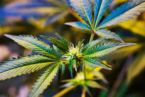 大麻植物的特寫，具有鋸齒狀的綠色葉子和萌芽的中心，背景模糊多彩。 — 淺綠色美學動態圖 壁紙