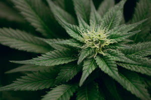 大麻植物特寫，帶有詳細的綠色葉片和模糊的黃色雌蕊。