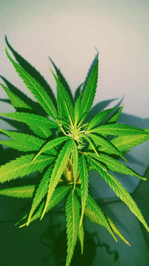 健康大麻植物的特寫，葉片和陰影細節清晰。 — 食草 壁紙