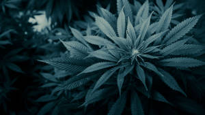 大麻植物特寫，葉片呈鋸齒狀，在冷色調藍綠色燈光下。