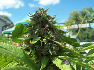 特寫鏡頭：在藍天下，一株大麻植物，有綠色葉子和紫色雌蕊。
