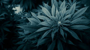 冷藍色燈光下的大麻植物，鋸齒狀葉片。