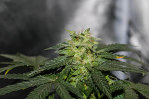 成熟大麻植物的特寫，葉片細節清晰，花蕾密集。