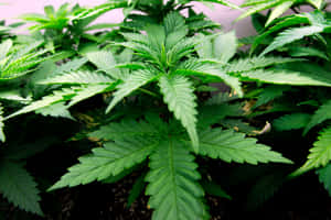 室內種植的健康綠色大麻植物的特寫。