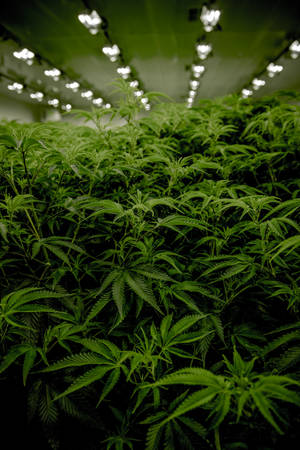 室內農場中明亮生長燈下的一排排大麻植物。
