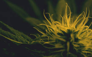 大麻花蕾的特寫，帶有發光的黃色雌蕊和深綠色葉子。