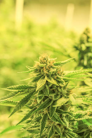 成熟大麻植物的近距離拍攝，帶有密集花蕾和鋸齒狀葉片。
