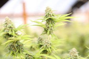 大麻植物特寫，帶有詳細的花蕾和鋸齒狀葉片。