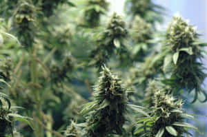 成熟大麻植物的特寫，帶有密集花蕾和鋸齒狀葉片。
