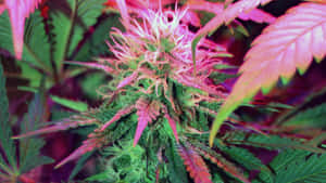 粉紅色和綠色大麻花的特寫，帶有詳細的毛狀體。