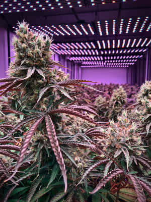 在受控的室內農場中，紫色生長燈下的大麻植物行。