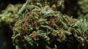 綠色大麻花蕾的特寫，可見毛狀體和棕色雌蕊。