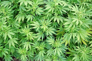 在田野中生長的茂盛綠色大麻植物的特寫。