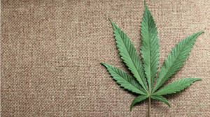 棕色粗麻布表面上的綠色大麻葉。