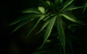 黑暗中發光的大麻葉特寫