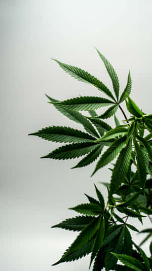 特寫鏡頭：茂盛的綠色大麻葉片，背景為中性灰色。