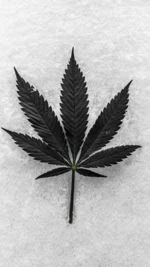 一片黑大麻葉子放在白雪上。