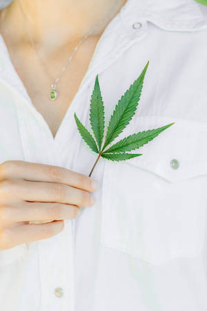 身穿白色襯衫的人手持大麻葉