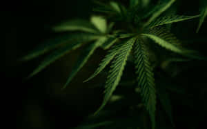 在黑暗背景下被綠色照亮的大麻葉。