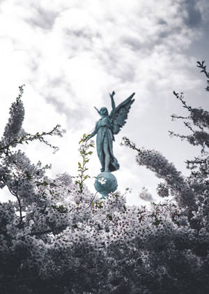 青銅天使雕像被白櫻花環繞，天空多雲。