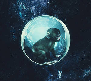 一隻小猴子在玻璃氣泡中，漂流在滿是星星的星系中。 — 猴子 壁紙