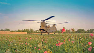 日落時分，軍用直升機盤旋於粉紅色罌粟花田之上。