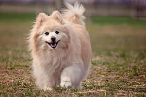 一隻毛茸茸的奶油色博美犬在草地上快樂地奔跑。 — 狗 壁紙