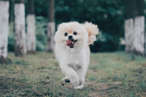 一隻毛茸茸的白色博美犬在森林裡快樂地奔跑。
