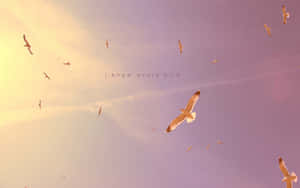 海鷗在粉彩日落天空中飛翔，帶有文字 i know every bird