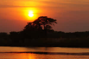 平靜河流上夕陽中金合歡樹的剪影