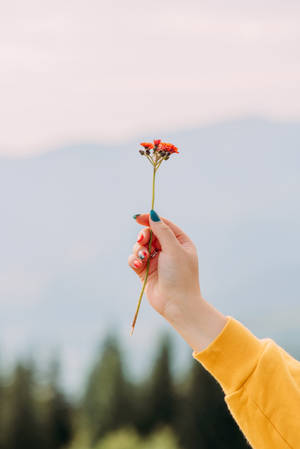 手拿著紅花，背景是山巒日落