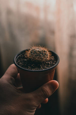 手握住一個帶有尖銳棕色刺的小盆栽仙人掌。