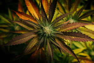 大麻植物，鋸齒狀葉片在溫暖的金色光芒中閃耀。