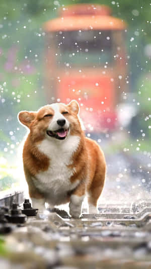 一隻哥基犬在雨中奔跑在濕漉漉的火車軌道上，後面有模糊的火車。