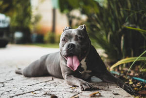 一隻灰色嘅比特犬躺喺石頭庭院上，伸出舌頭。