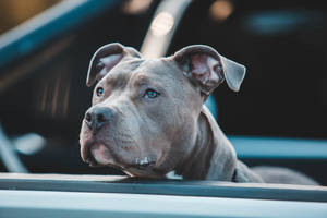灰色比特犬藍眼睛在日落時從車窗向外看