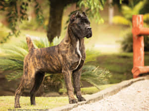 虎斑色卡斯羅犬企喺陽光花園嘅碎石路上
