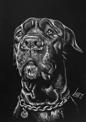 大型犬戴鏈條項圈的近距離木炭畫。
