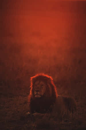 獅子在夕陽下的草地上休息 — 獅子王 GIF 壁紙