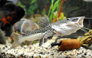 有斑點的鯰魚在帶有礫石和植物的水族箱中游動。 — 水下 壁紙