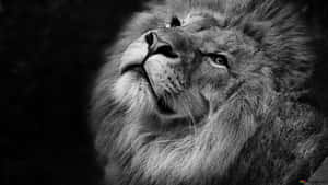 獅子臉部特寫，向上凝視，毛髮細節清晰，眼神銳利。