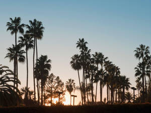 棕櫚樹剪影映襯著夕陽天空，散發溫暖的金色光芒。