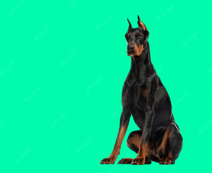 一隻黑褐色杜賓犬在青綠色背景上直立坐著。