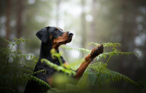 森林蕨類中的杜賓犬向上看
