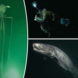 三條深海生物喺黑暗嘅海洋中發光，包括一條鮟鱇魚同一個水母狀形態。 — 水下 壁紙