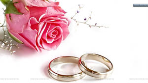 白色背景上，兩枚結婚戒指旁有粉紅玫瑰和滿天星。 — 16:9 壁紙