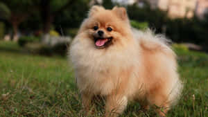 毛茸茸博美犬企喺草地伸脷
