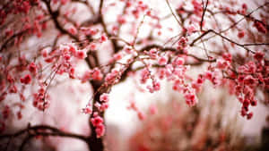 春天，粉紅櫻花在深色樹枝上綻放。 — 冬日美學 壁紙